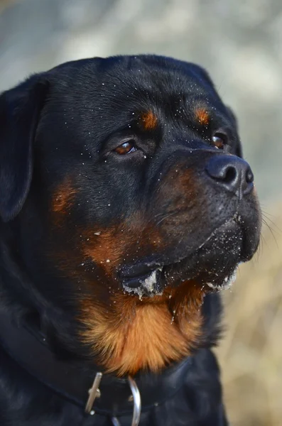 Head portrait of a placid Rottweiler dog — Stock Photo, Image