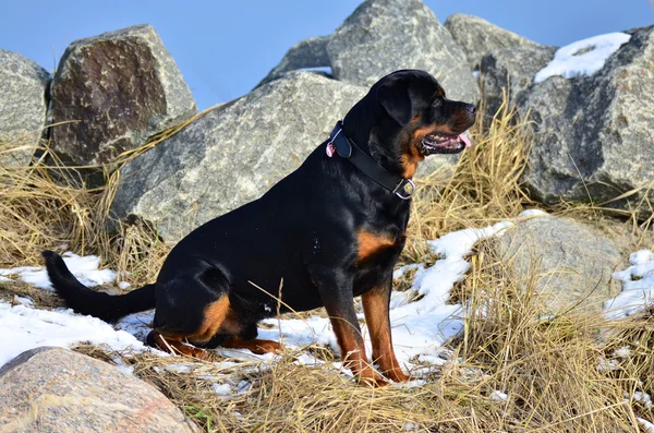 Perfil retrato de um Rottweiler sentado — Fotografia de Stock