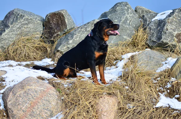 Happy Rottweiler sitting amongst rocks — Stock Photo, Image