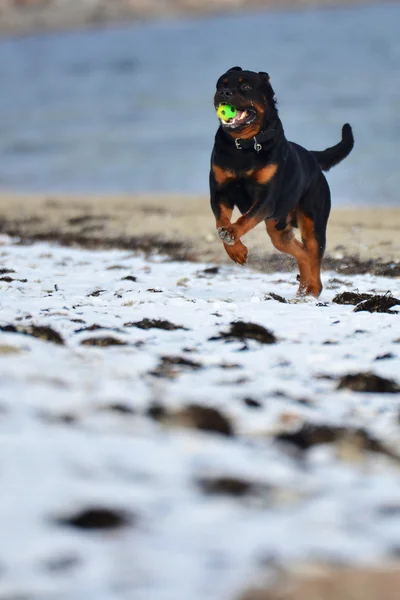 Rottweiler desfrutando de um jogo de Fetch — Fotografia de Stock