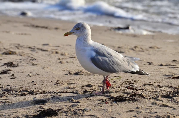 Gaivota caminhando pela praia — Fotografia de Stock