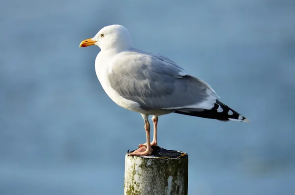 Gabbiano singolo appollaiato su un palo — Foto Stock