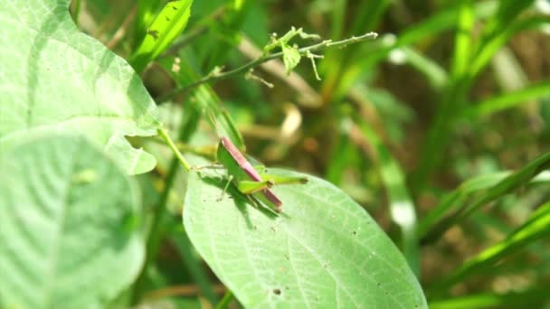 Saltamontes — Vídeos de Stock