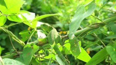 Yeşil ağaç kertenkele