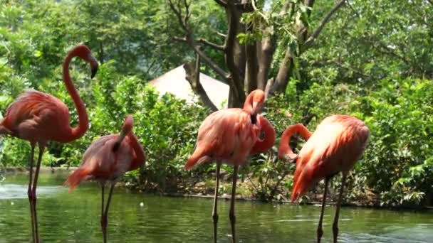 Flamencos — Vídeo de stock