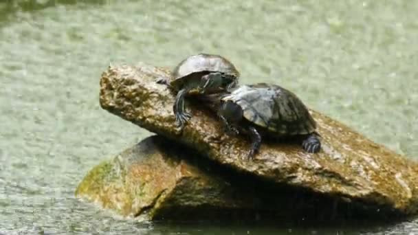 Черепахи — стоковое видео