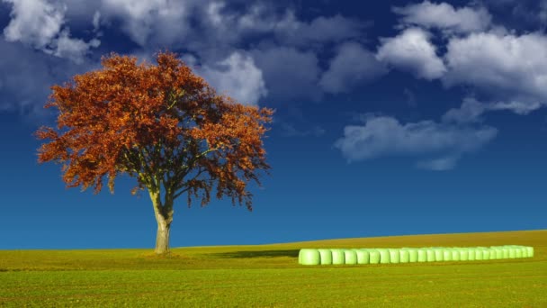 Tree and hay bales — Stock Video