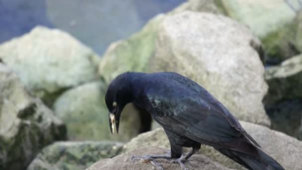 Crow comer — Vídeos de Stock