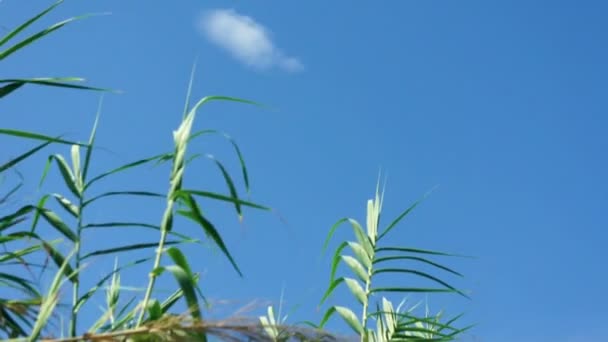 Hierba soplando en el viento — Vídeos de Stock