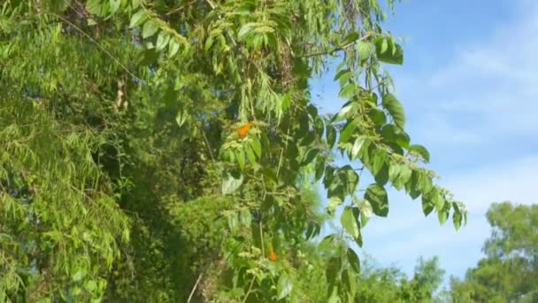 Mariposas naranjas — Vídeo de stock