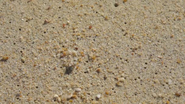 Krab verplaatsen op het zand — Stockvideo