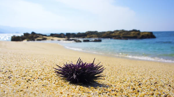 Fialový seastar — Stock fotografie