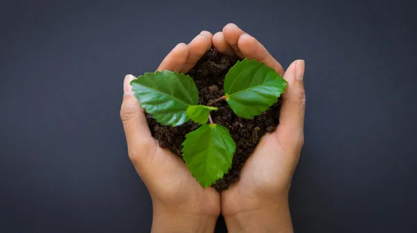 Holding a plant — Stock Photo, Image