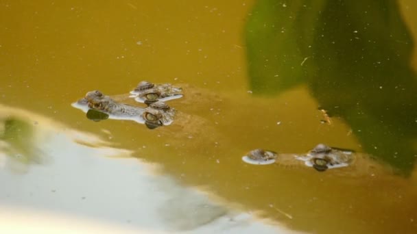 Маленькие крокодилы плавают в болоте — стоковое видео