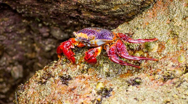 Caranguejo sentado em uma rocha — Fotografia de Stock