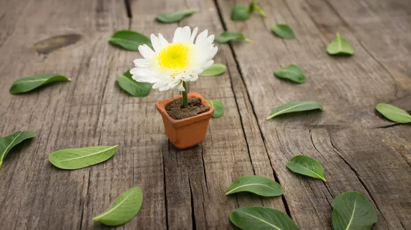 Vaso di fiori — Foto Stock