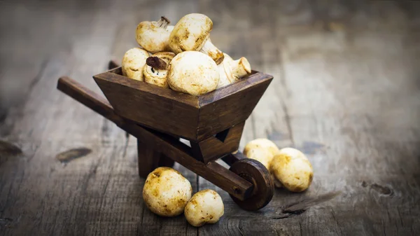 Minyatür el arabası içinde taze muschrooms — Stok fotoğraf