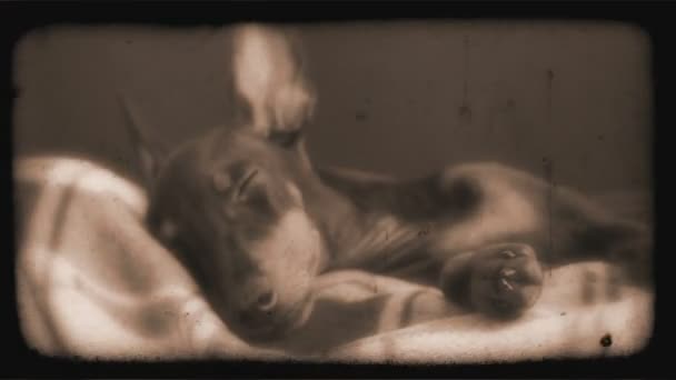 女人睡觉觉得不舒服，在腿上的狗 — 图库视频影像