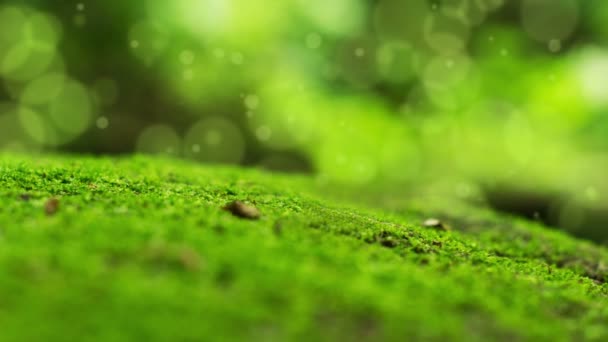 Moss Bokeh Dot Contexte — Video