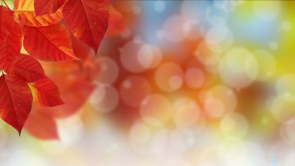 Herbst Bokeh Dot Hintergrund — Stockvideo