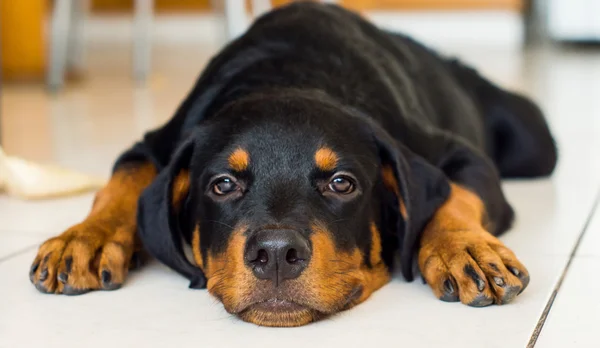 Cachorro rottweiler — Fotografia de Stock