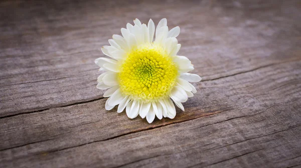 Marguerite papatya — Stok fotoğraf