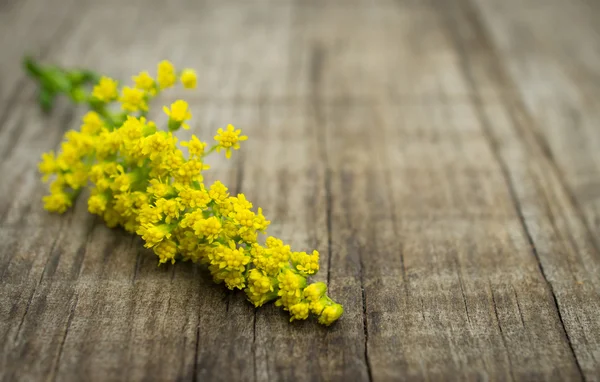 Flores amarillas pequeñas — Foto de Stock