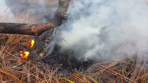 Bushfire – Stock-video