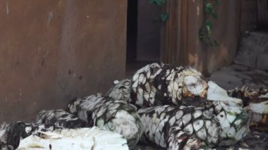 Agave doğrama