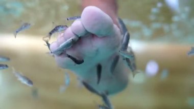 dr. balık ayakları Temizleme