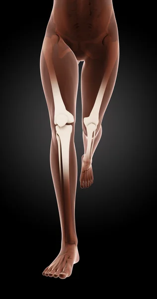 Kobiece nogi szkielet medyczne — Zdjęcie stockowe