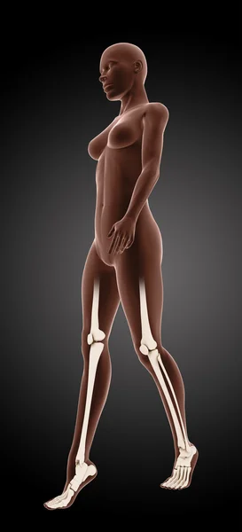 Female medical skeleton — Stock Photo, Image