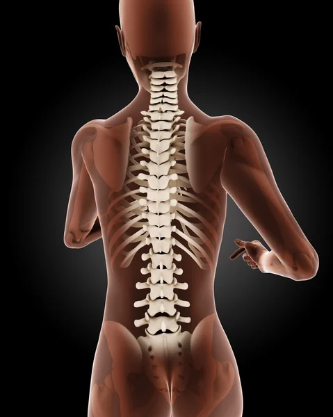 Female medical skeleton — Stock Photo, Image