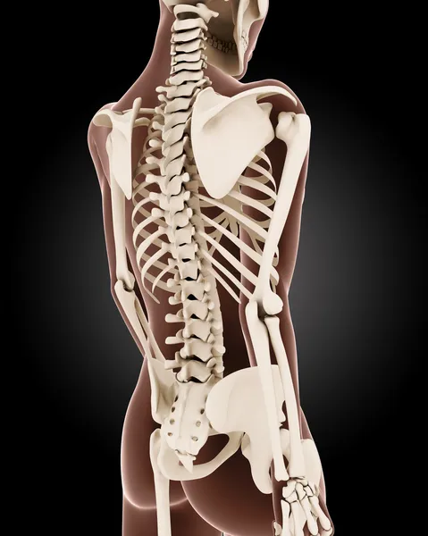Female medical skeleton — Stock Image Female medical skeleton Royalty Free Stock Photos