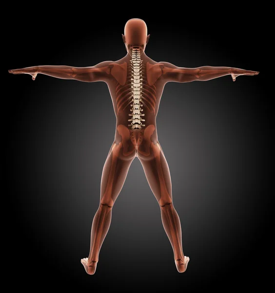 Mężczyzna szkielet medyczne — Zdjęcie stockowe