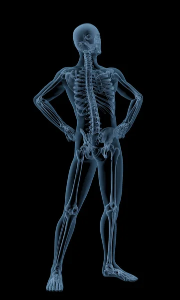 Medicinsk manliga skelettet — Stockfoto