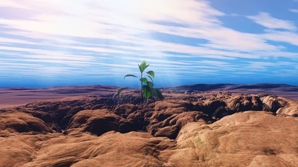 Sadzonka rośnie w pęknięty suchej ziemi — Zdjęcie stockowe