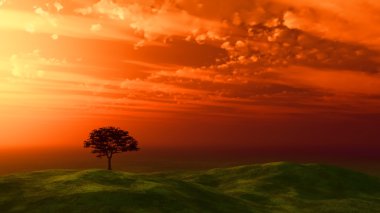 ağaç Sunset