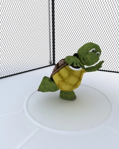 Черепаха конкурирует на диске — стоковое фото