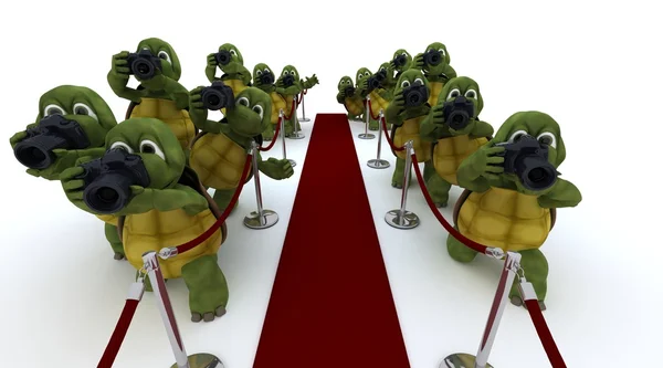 Tortoise Paparazzi at the red carpet — Stock Photo, Image