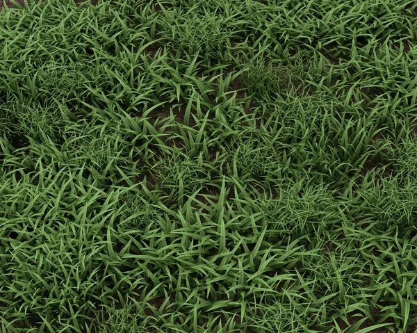 Fresh green grass background — Stock Photo, Image