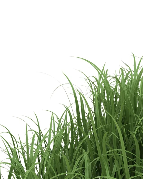 Green Grass isolated on White — Stock Photo, Image