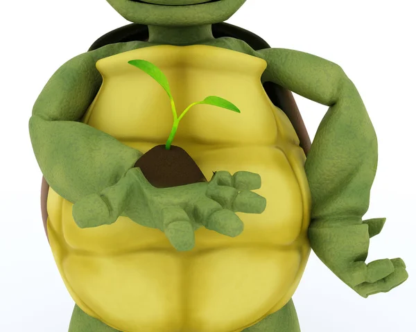 Schildkröte pflegt eine Sämlingspflanze — Stockfoto