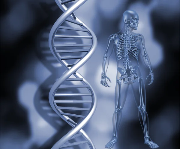 Skeleton with DNA strands — Stock Photo, Image