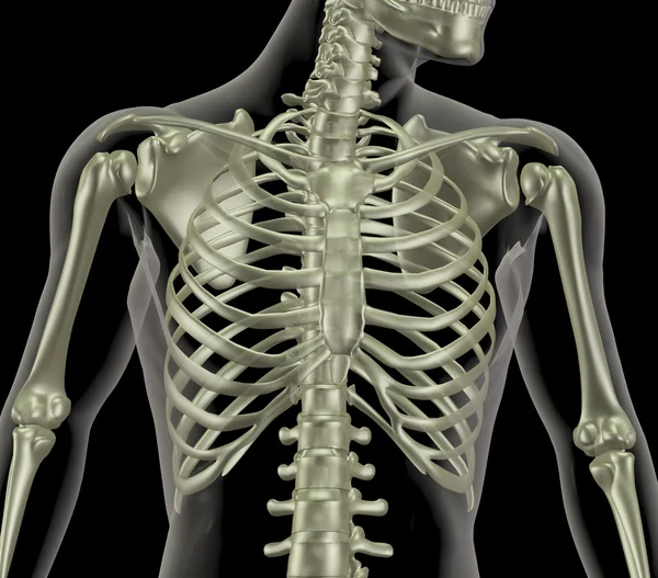 4 970 Rib Cage Stock Photos Images Download Rib Cage Pictures On Depositphotos