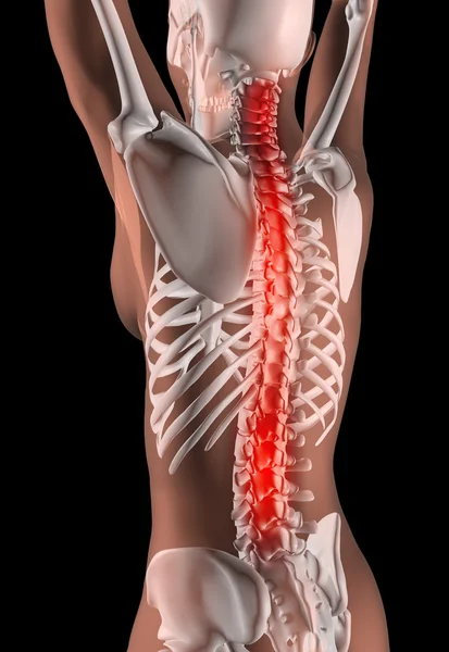 Kvinnliga skelett med ryggraden belyst — Stockfoto