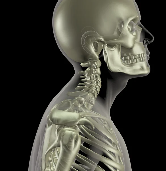 Male skeleton with close up of neck bones — Stock Photo, Image