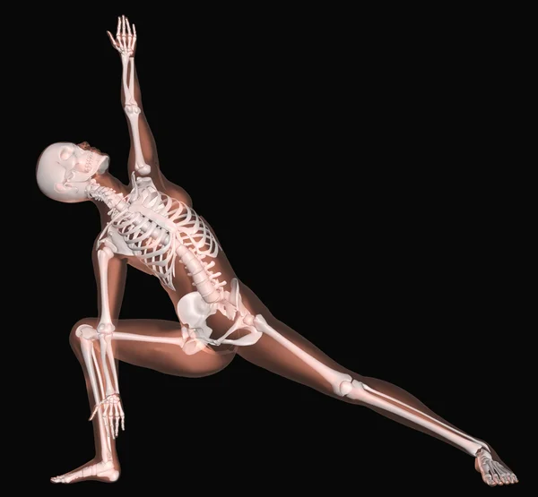 Scheletro femminile in posizione yoga — Foto Stock