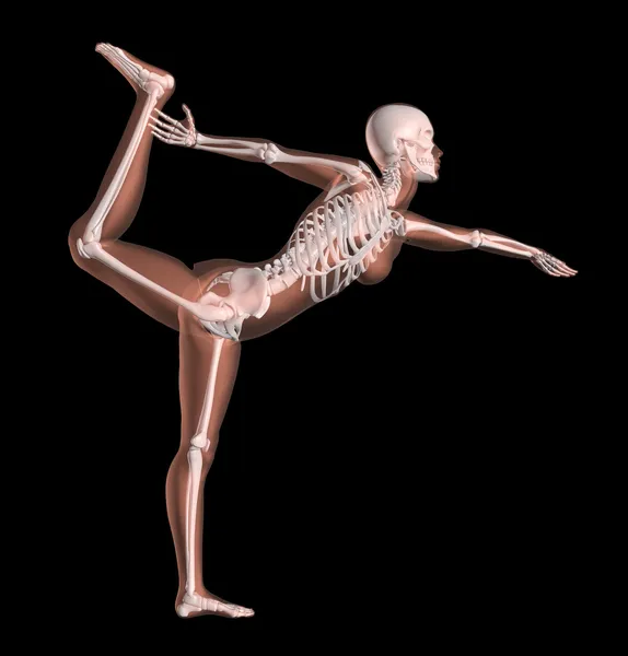 Female Skeleton in Yoga Position — Stock Image Female Skeleton in Yoga Position Royalty Free Stock Images