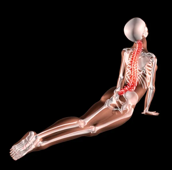 Female skeleton stretching back — Stock Image Female skeleton stretching back Stock Image